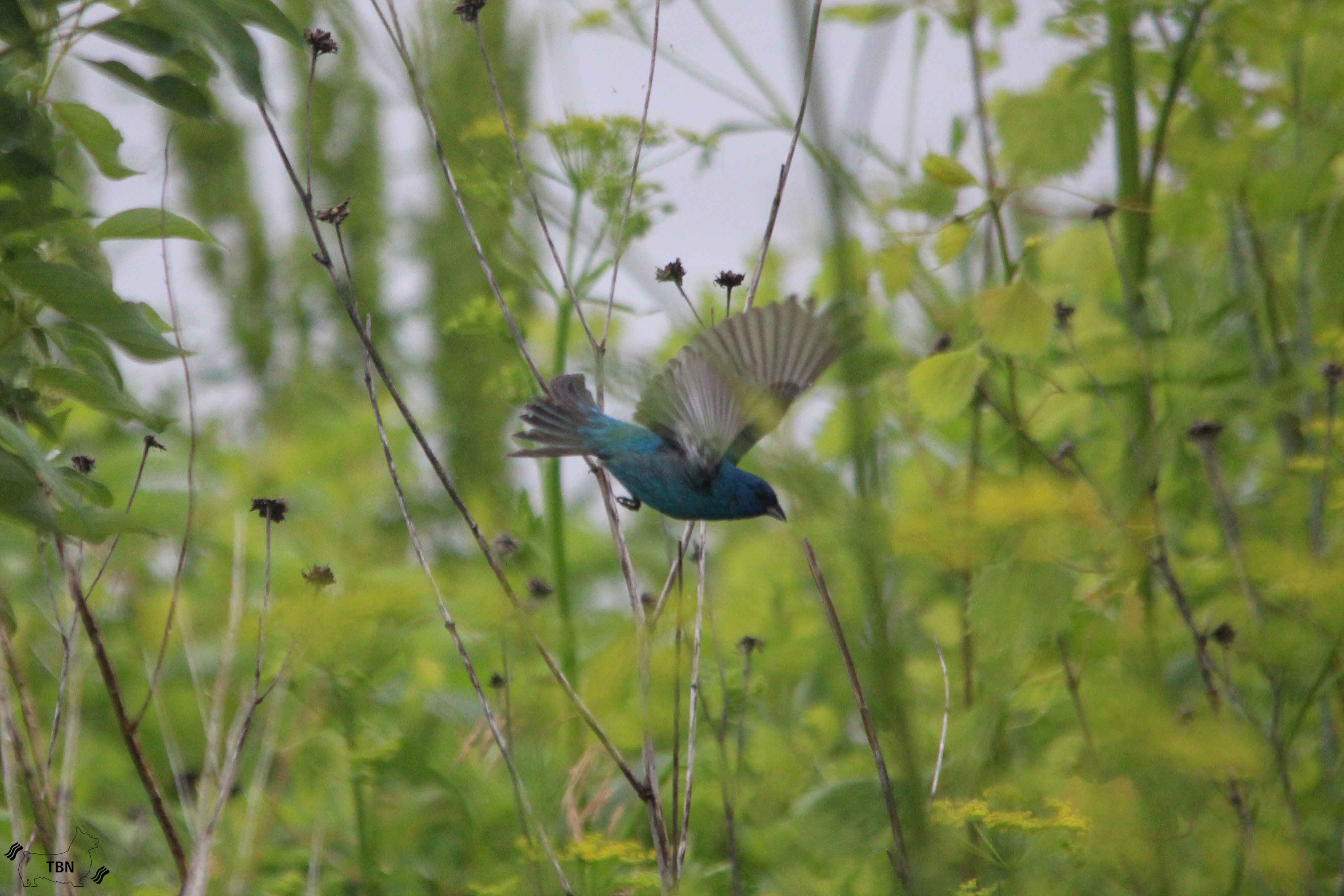 Indigo Bunting